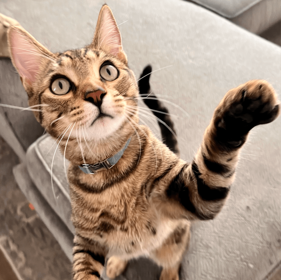 KnowVet Pet Resource Center