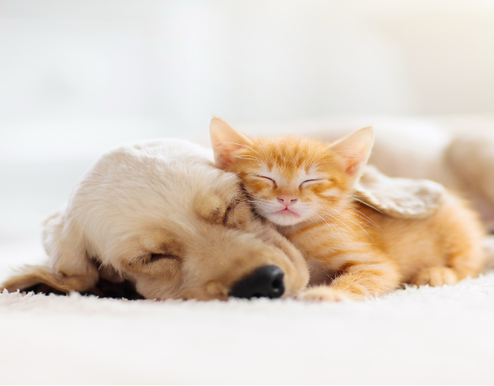 Puppy and Kitten Cuddling