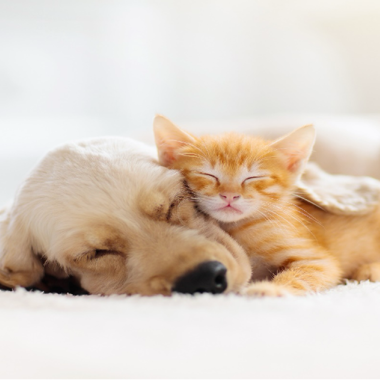 Puppy and Kitten Cuddling (1) Puppy and Kitten Cuddling